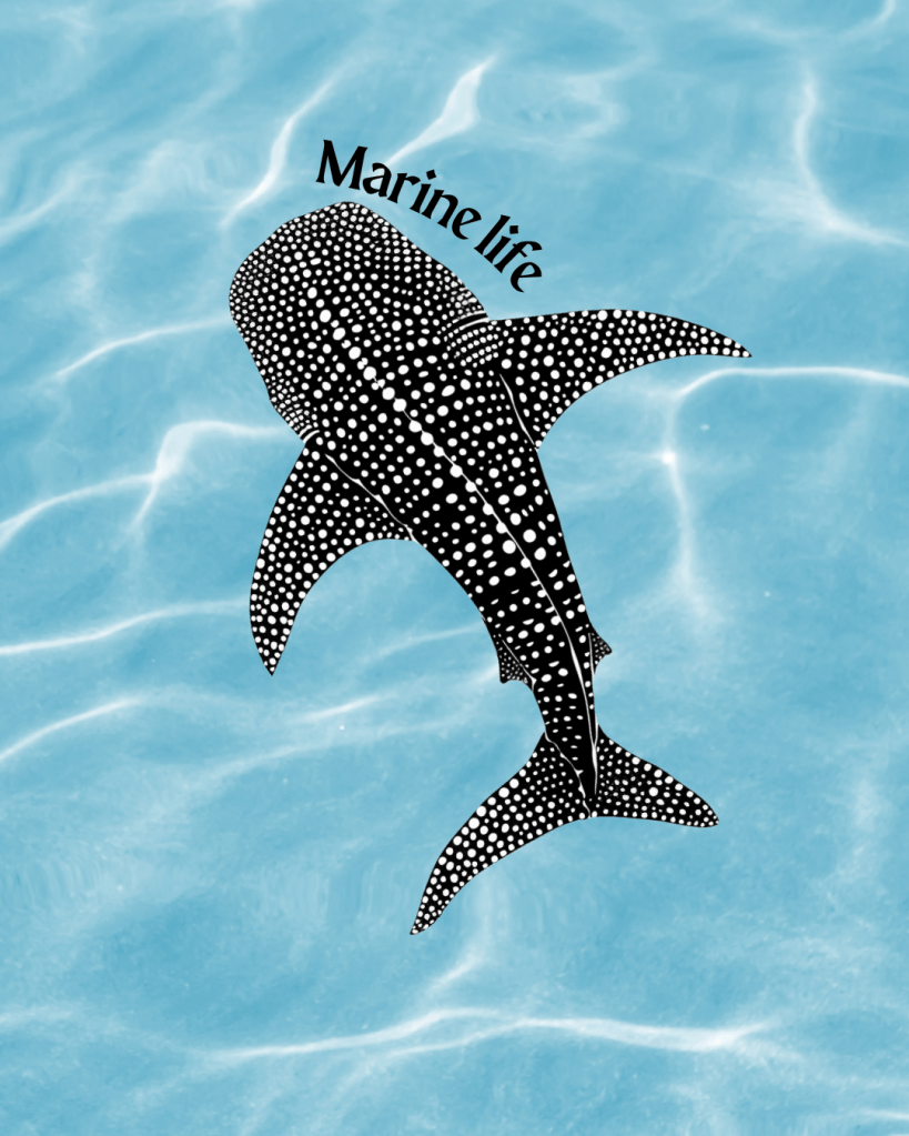 whale shark Sri Lanka